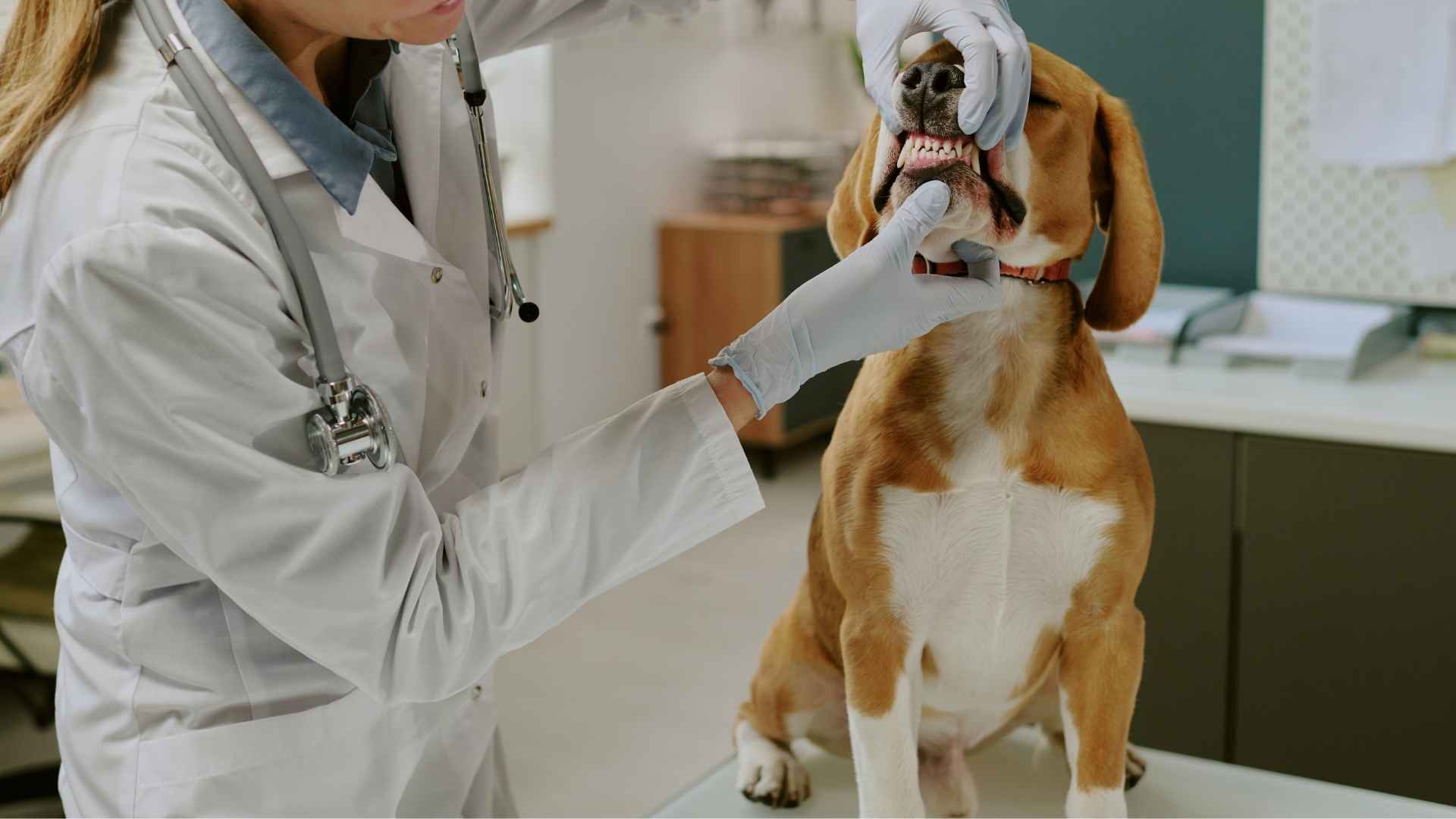 Urgencia perro con la lengua azul